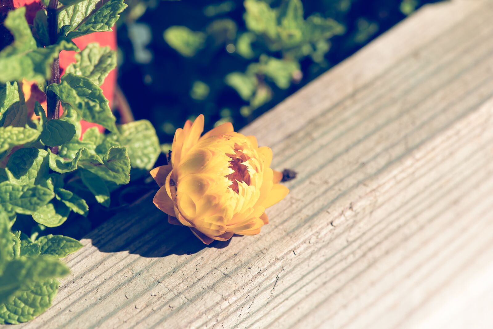 Nikon D750 sample photo. Italicum, yellow, flower photography