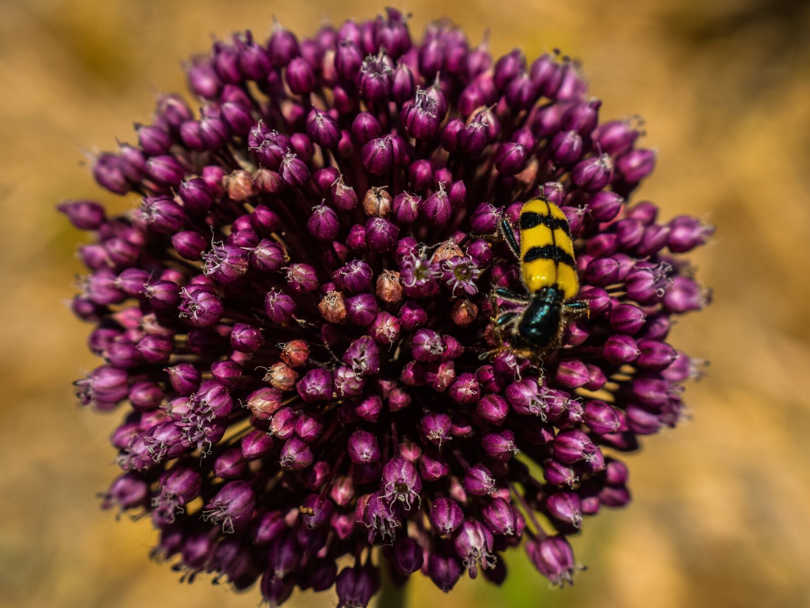 Nikon D3300 sample photo. Flower, plant, insect photography