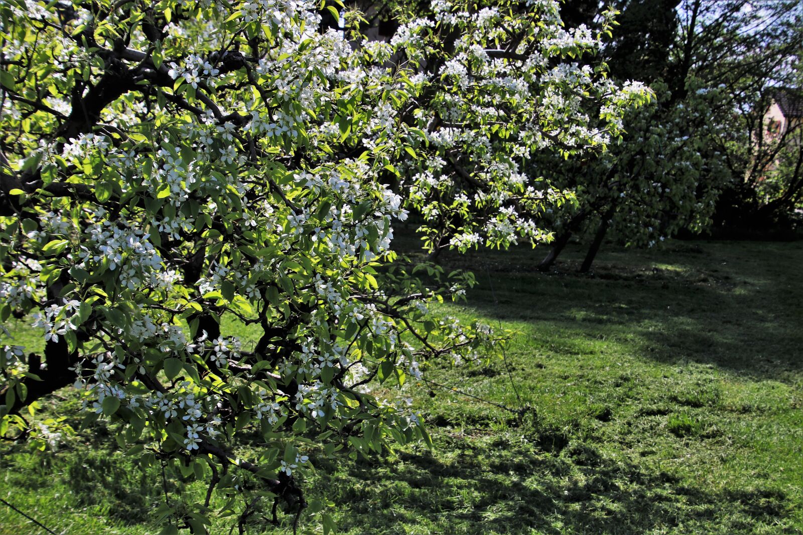 Canon EOS 80D sample photo. Sad, spring, fruit trees photography