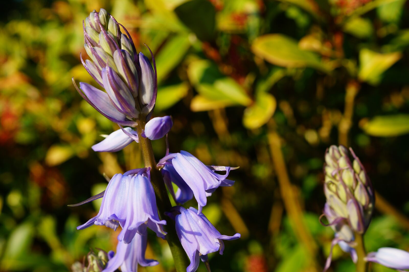 Sony SLT-A58 + Sony DT 30mm F2.8 Macro SAM sample photo. Flower, purple flower, spring photography