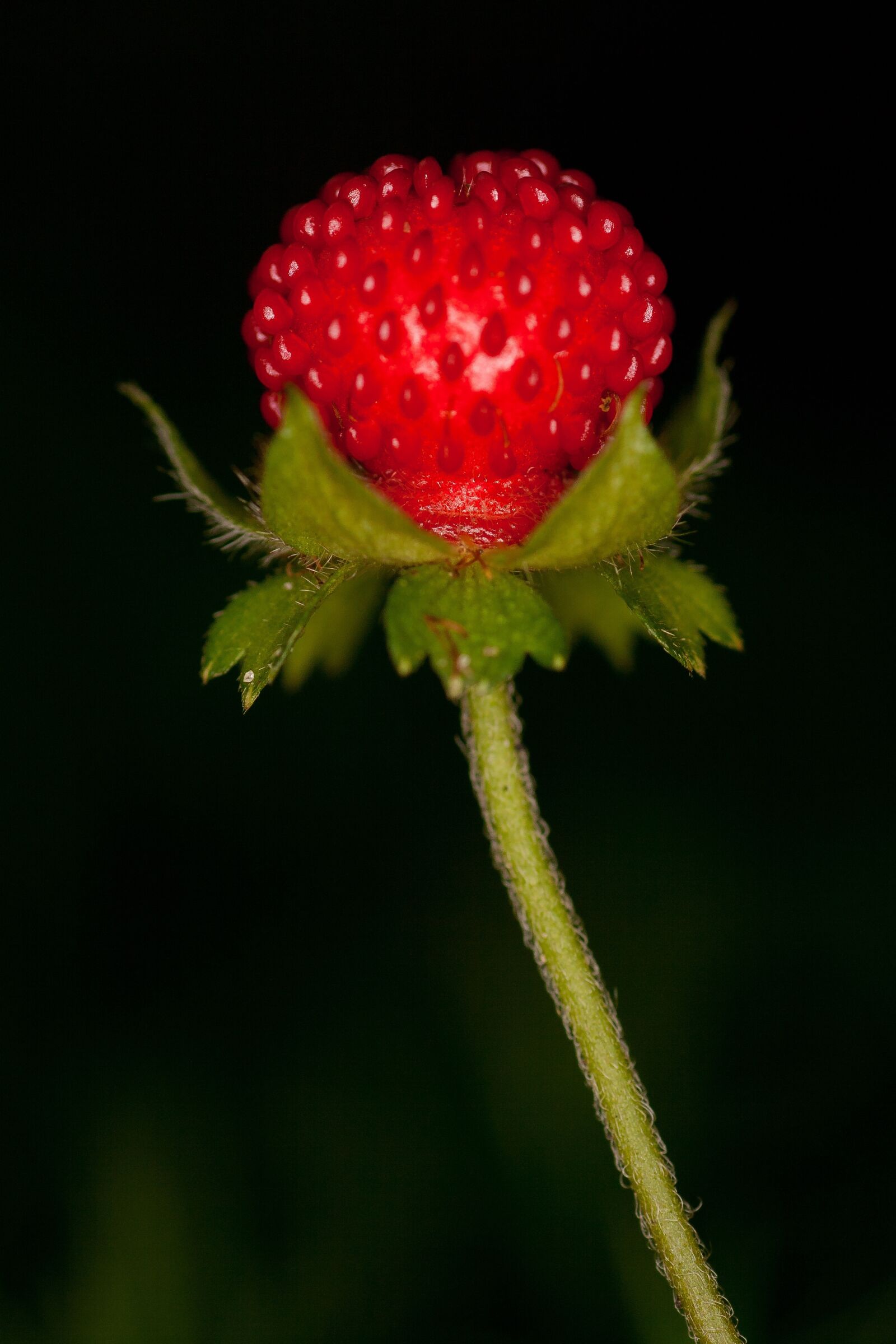 Canon EOS 400D (EOS Digital Rebel XTi / EOS Kiss Digital X) sample photo. Wild strawberry, close up photography