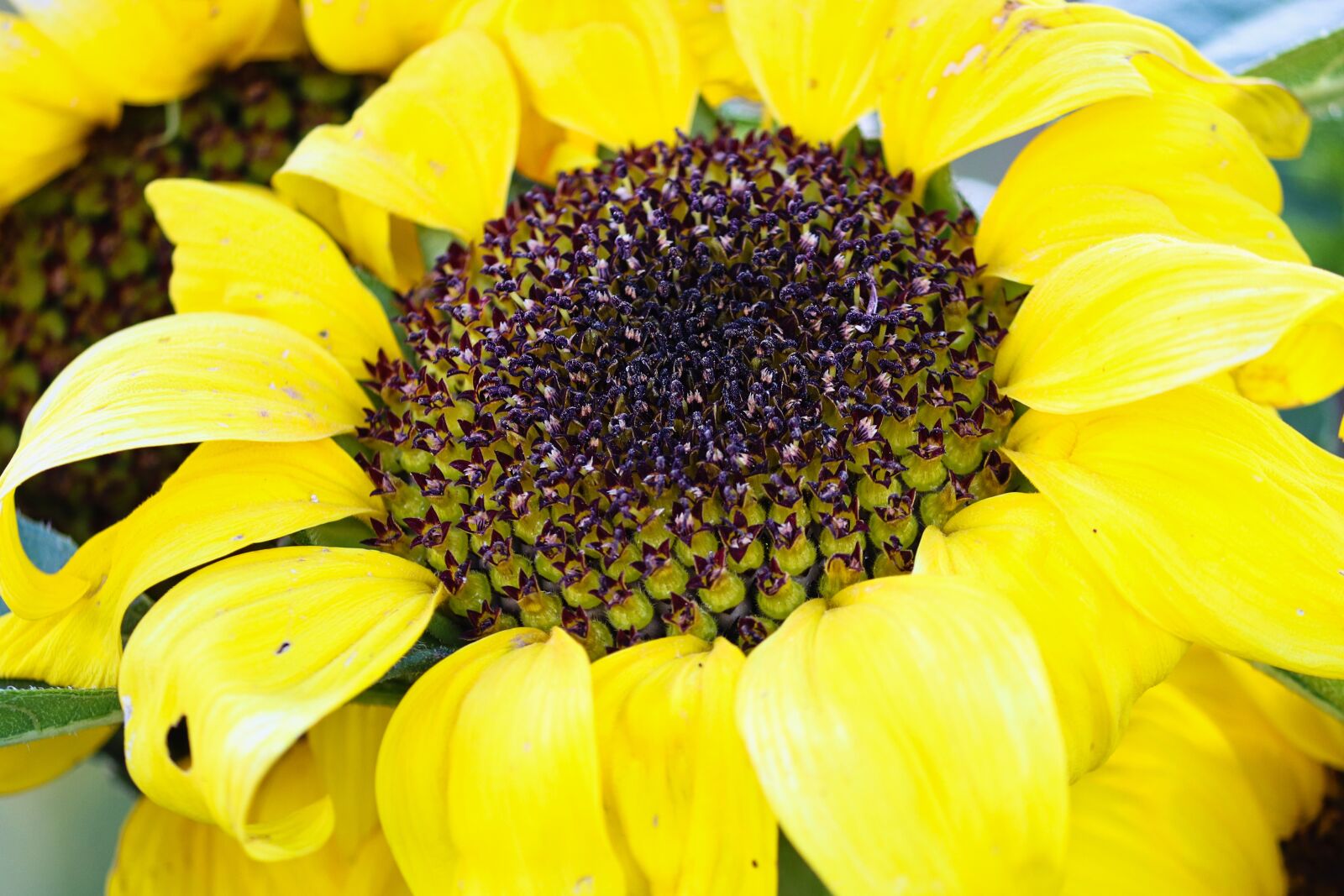 Canon EOS 200D (EOS Rebel SL2 / EOS Kiss X9) sample photo. Sunflower, autumn, helianthus photography