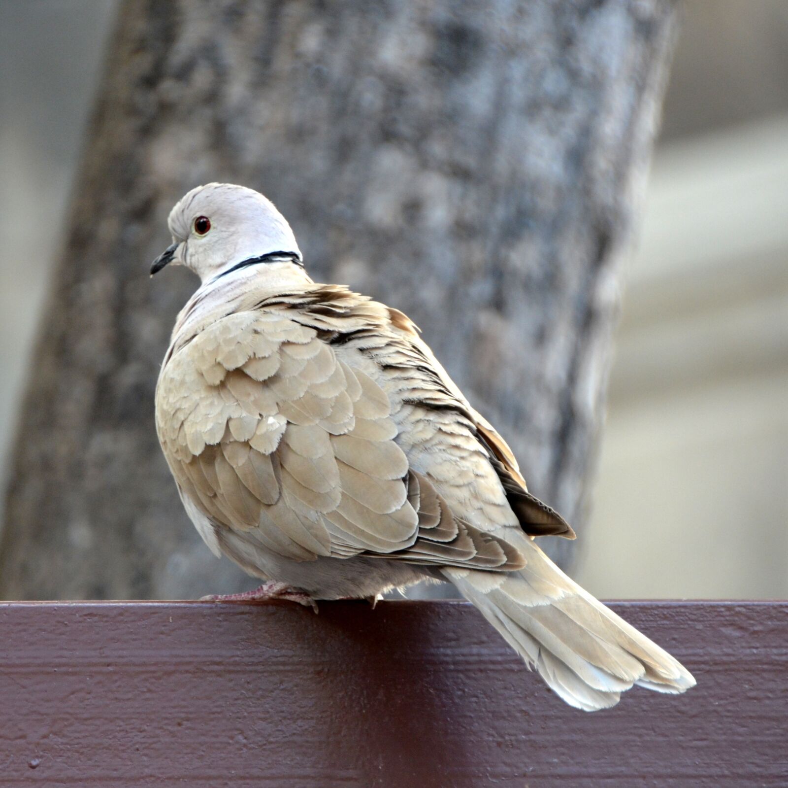 Nikon D5100 sample photo. Dove, bird, animal photography