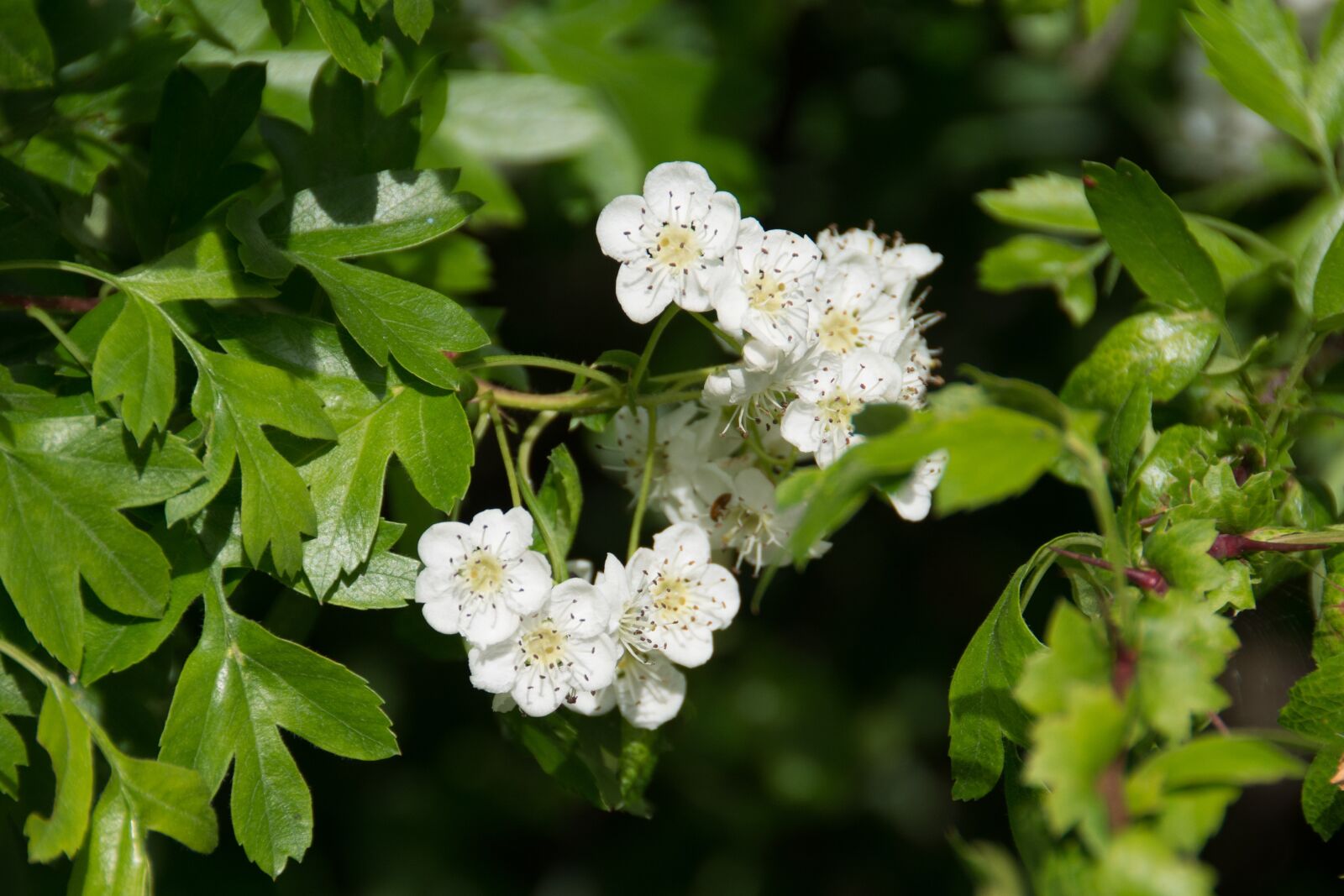 Nikon D7100 sample photo. Blossom, bloom, spring photography