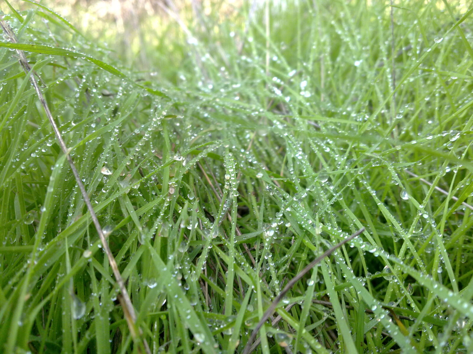 Nokia N97 sample photo. Wet, grass photography