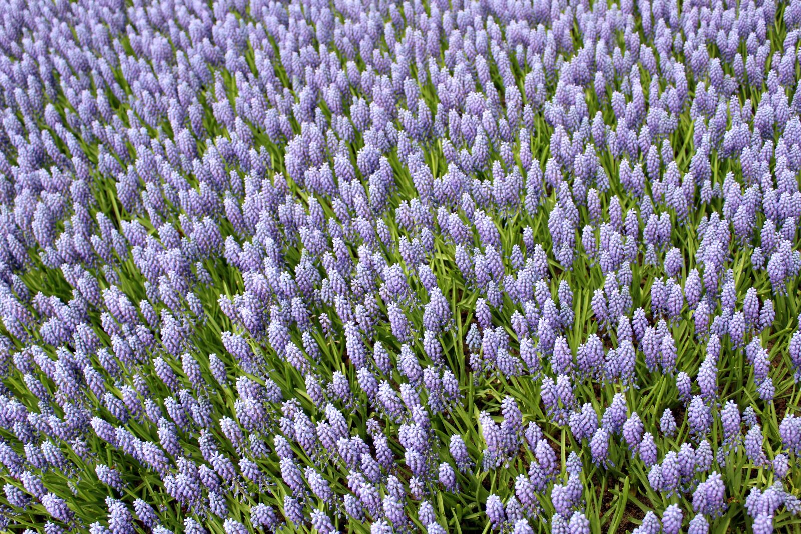 Canon EOS 1200D (EOS Rebel T5 / EOS Kiss X70 / EOS Hi) sample photo. Holland, park, keukenhof photography
