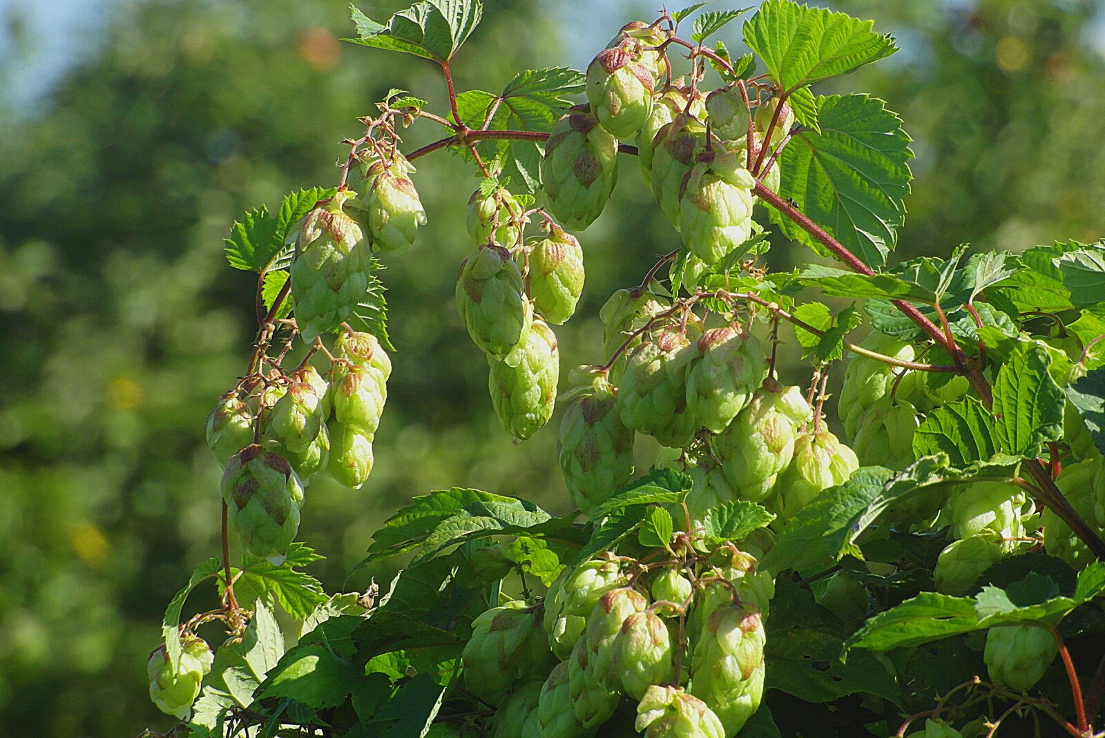 Samsung WB750 sample photo. Hop, hops grapes, green photography
