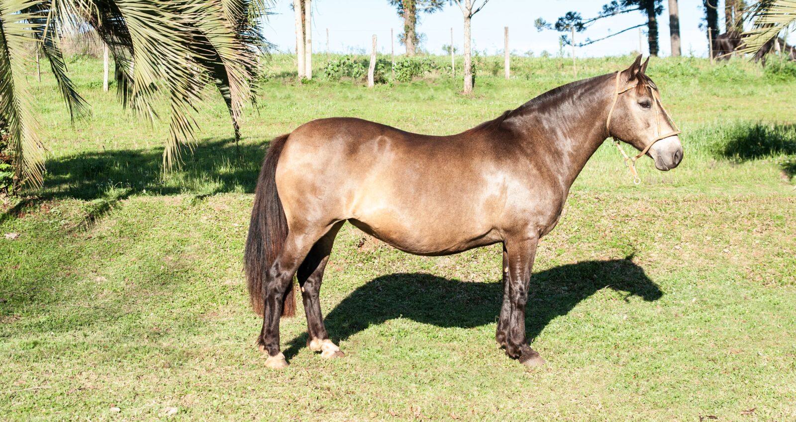 Nikon D90 sample photo. Creole horse, mare, horse photography