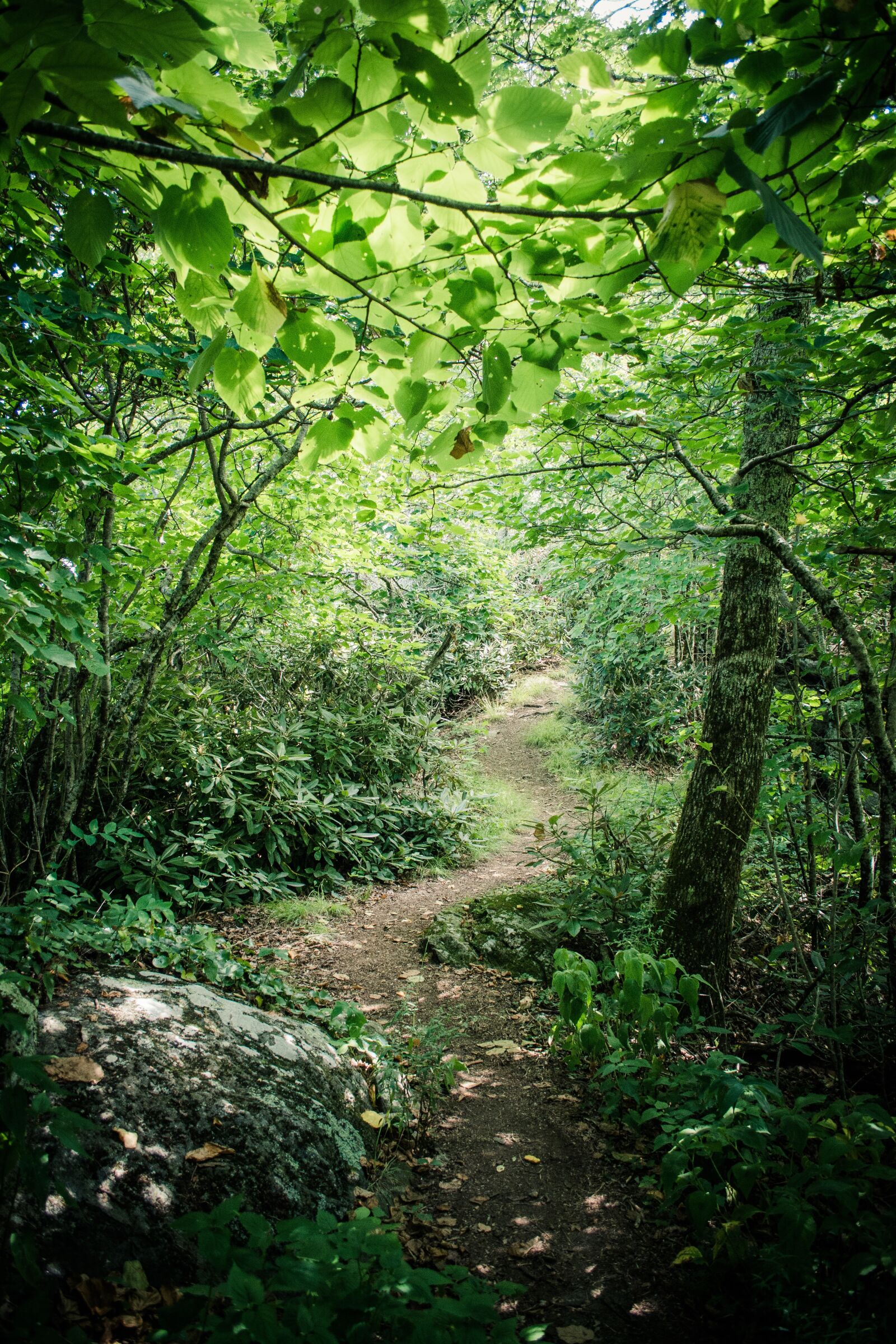 Nikon D7100 sample photo. Winding, forest, path photography