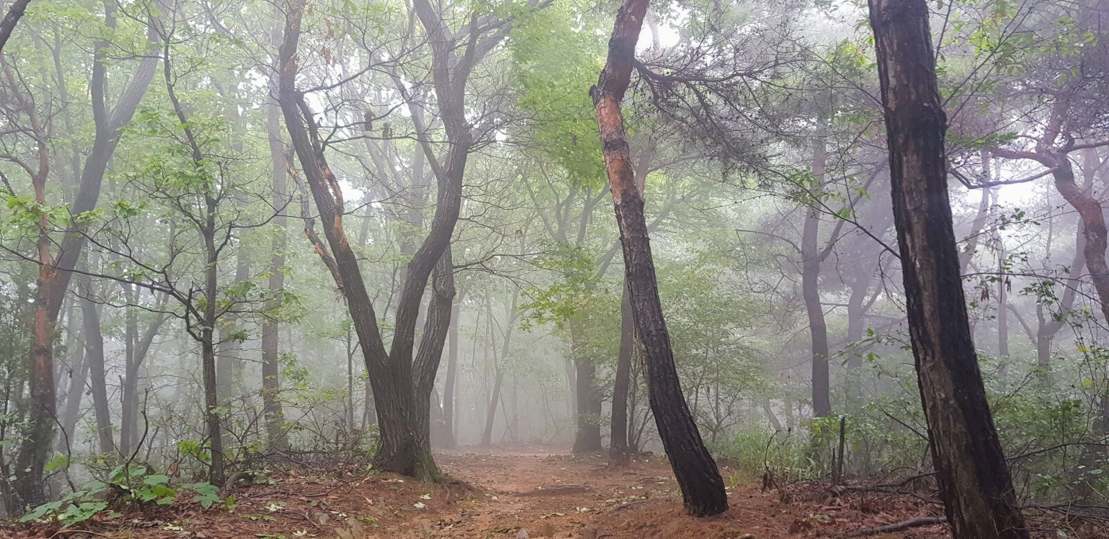 Samsung SM-N950N sample photo. Wood, mountain, fog photography