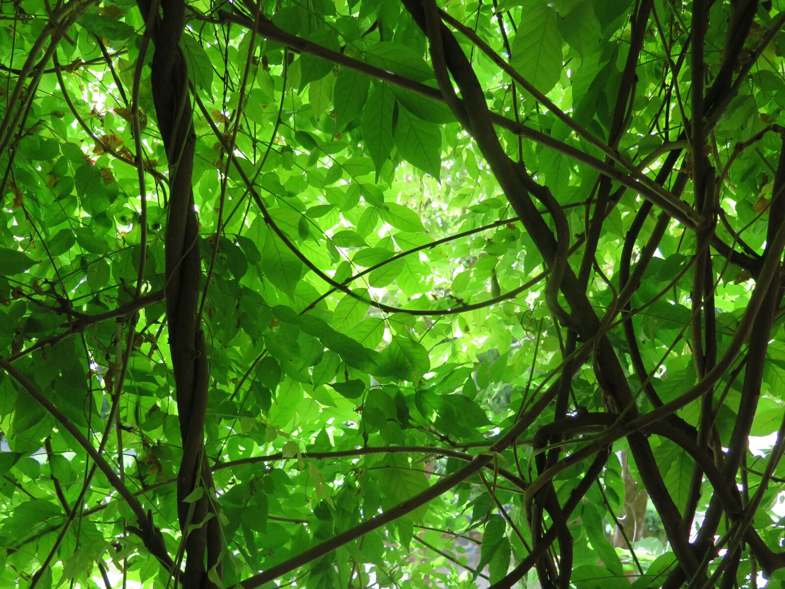 Canon PowerShot G16 sample photo. Green, plants, branches photography