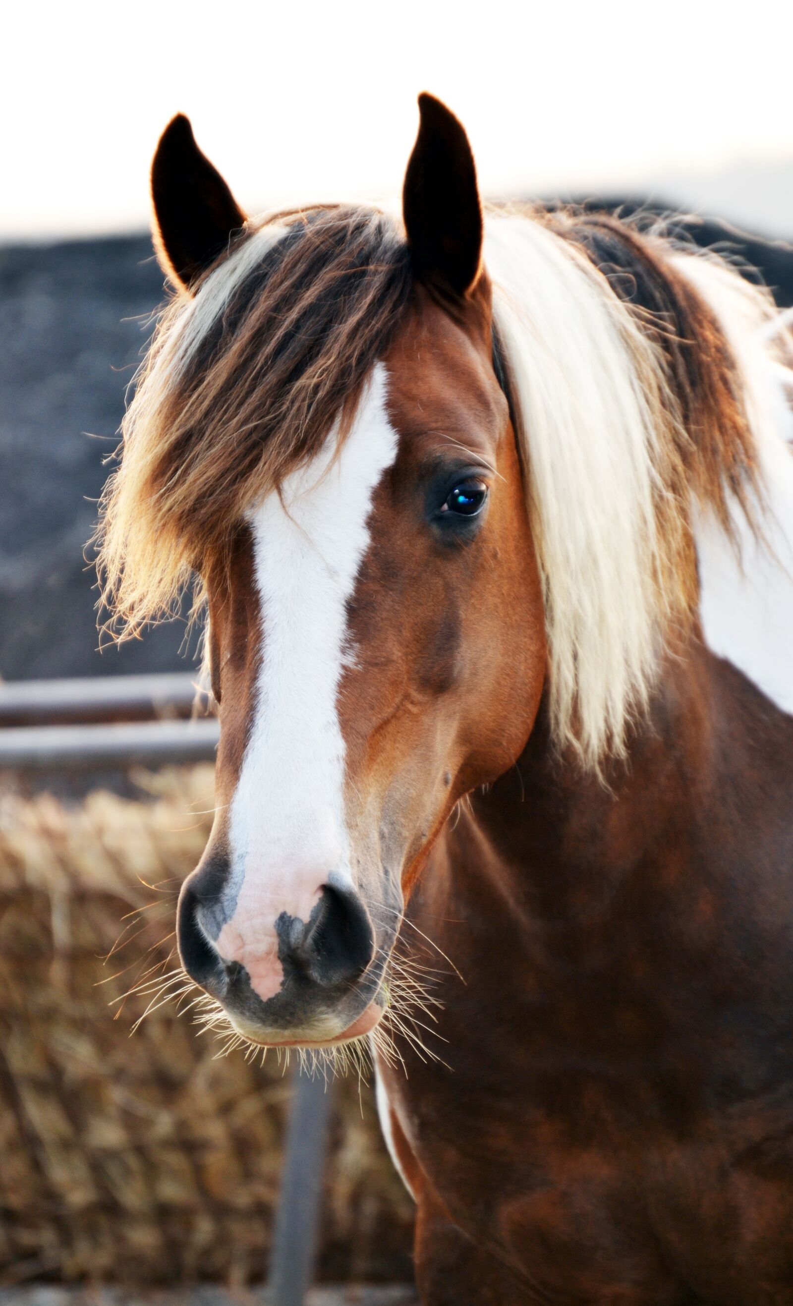 Nikon D3100 sample photo. Pony, horse, skewbald photography