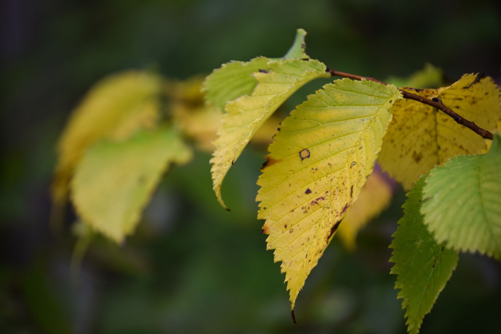 Nikon D3300 sample photo. Autumn, boklöv, september photography
