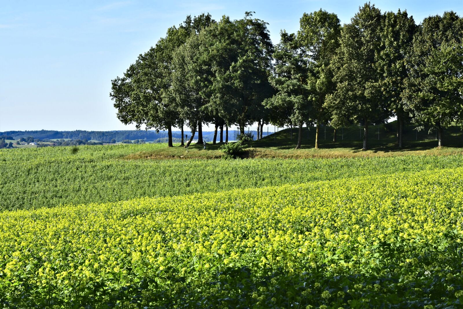 Nikon D7200 sample photo. Landscape, trees, field photography