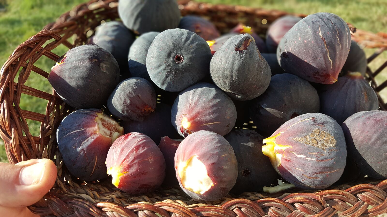 Samsung Galaxy Note5 sample photo. Figs, fruit, sweet photography