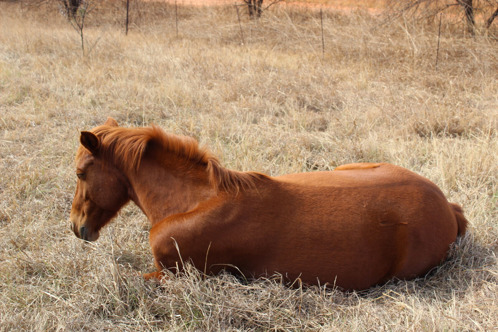 Canon EOS 1200D (EOS Rebel T5 / EOS Kiss X70 / EOS Hi) sample photo. Horse photography