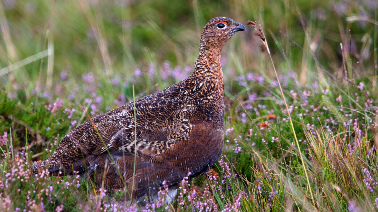 Nikon D7200 sample photo. Red grouse, bird, avian photography