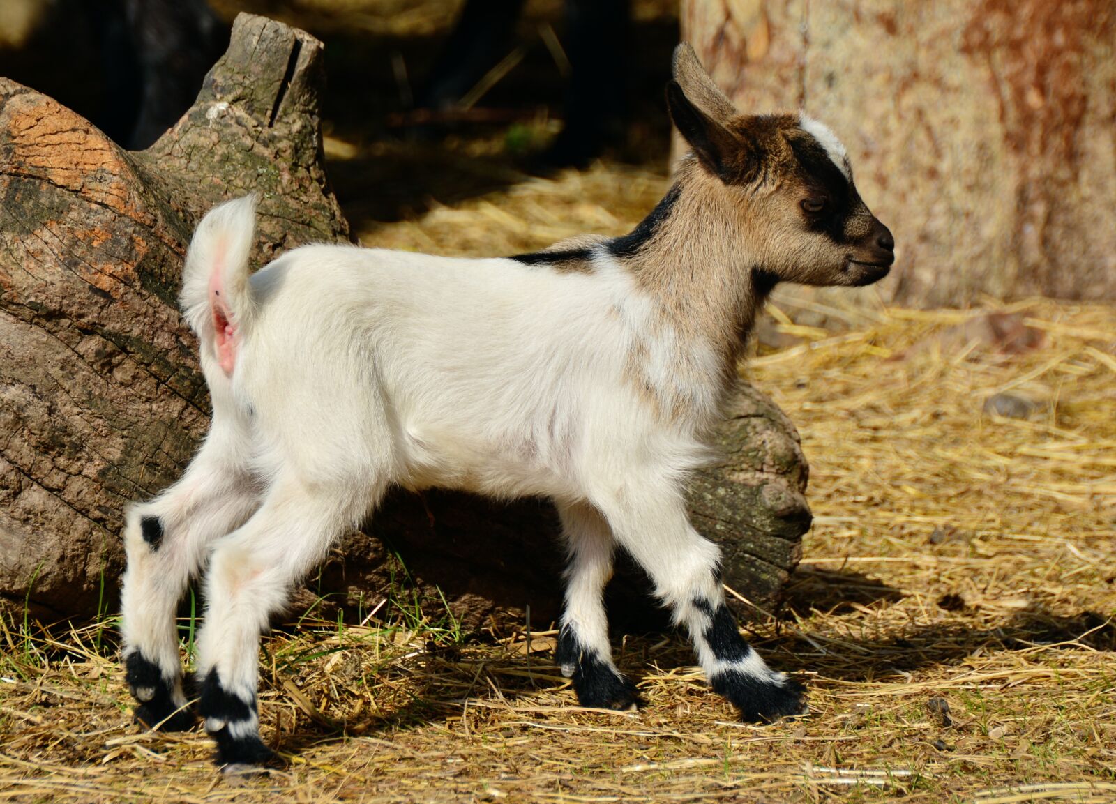 Nikon D5200 sample photo. Goat, young goat, young photography