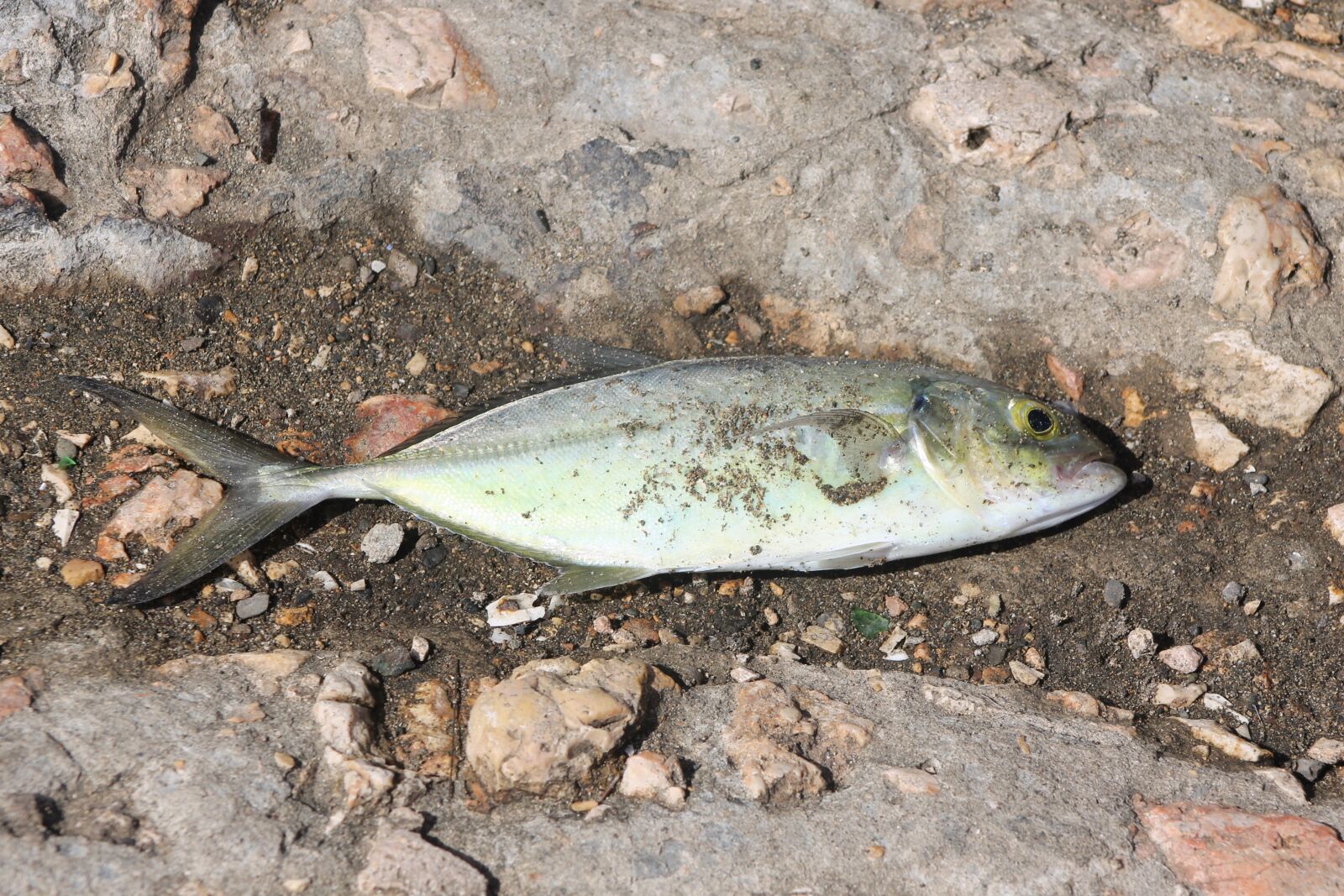 Canon EOS 1100D (EOS Rebel T3 / EOS Kiss X50) + Canon EF75-300mm f/4-5.6 sample photo. Dead, fish, fishbone photography