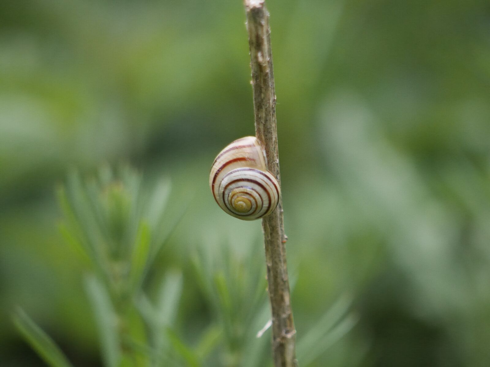 Panasonic Lumix DMC-GH3 sample photo. Snail, shell, mollusk photography