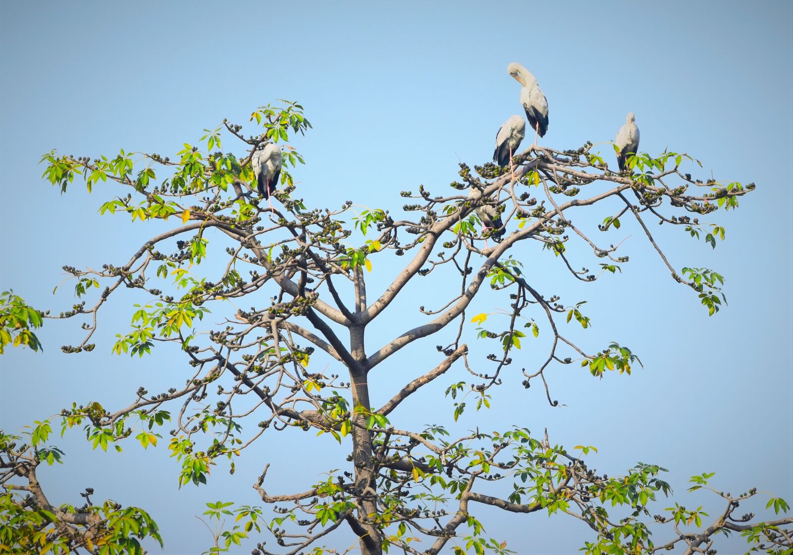 Nikon D5600 sample photo. Tree, nature, branch photography