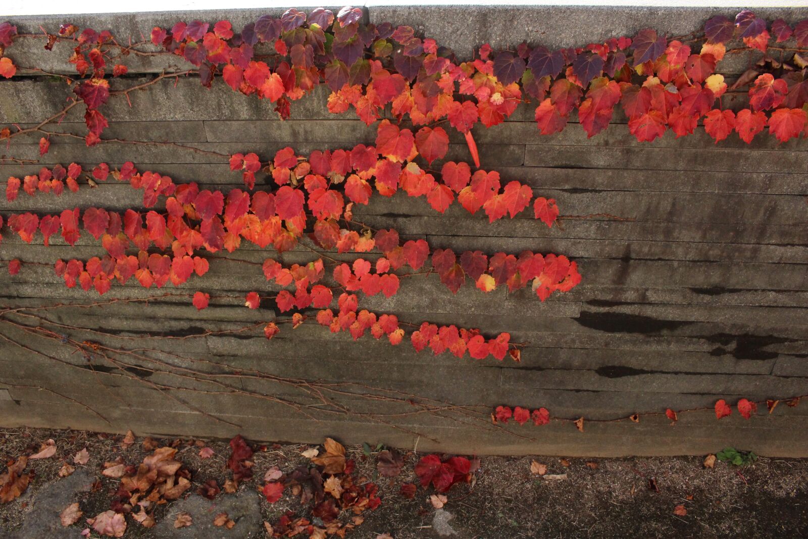 Canon EOS 100D (EOS Rebel SL1 / EOS Kiss X7) sample photo. Autumn, ivy, damme photography