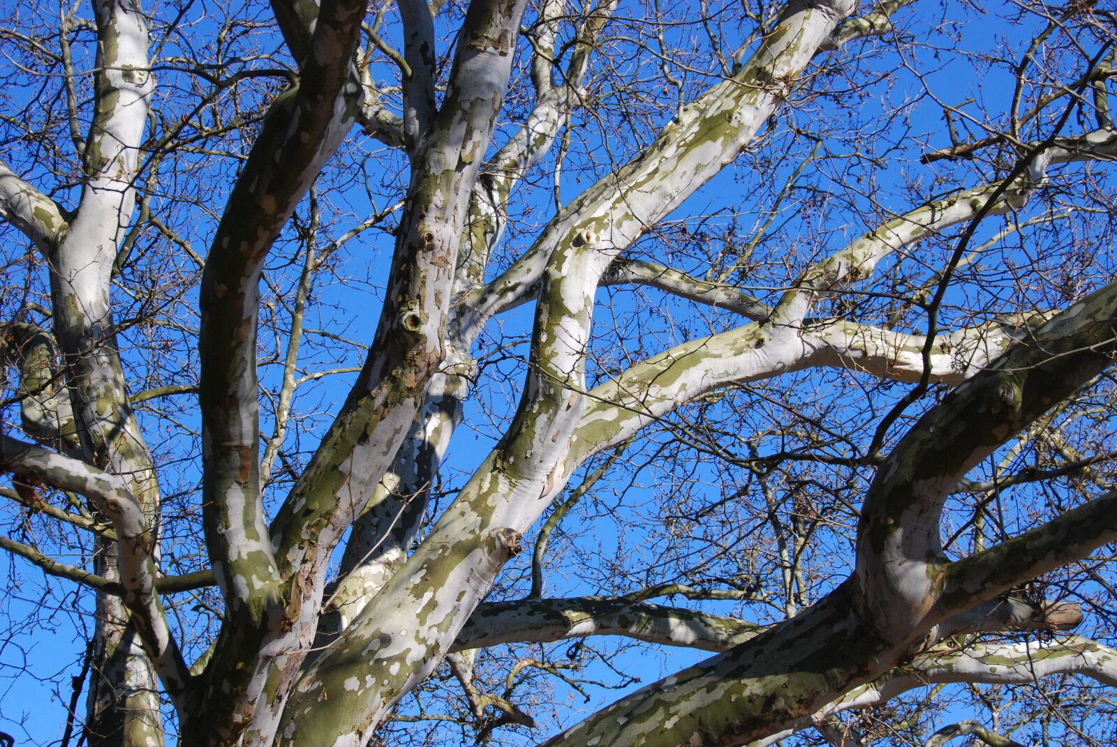 Nikon D80 sample photo. Sycamore, tree, landscape photography