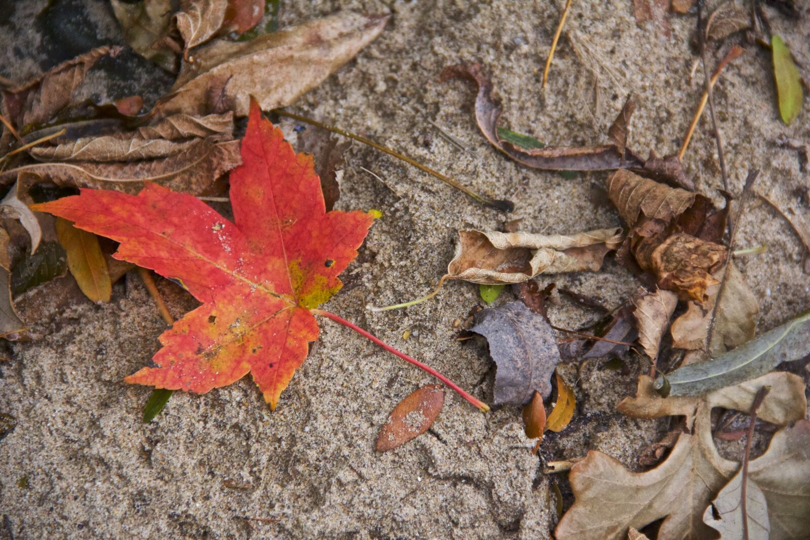 Canon EOS 60D sample photo. Autumn, leaf, leaves photography