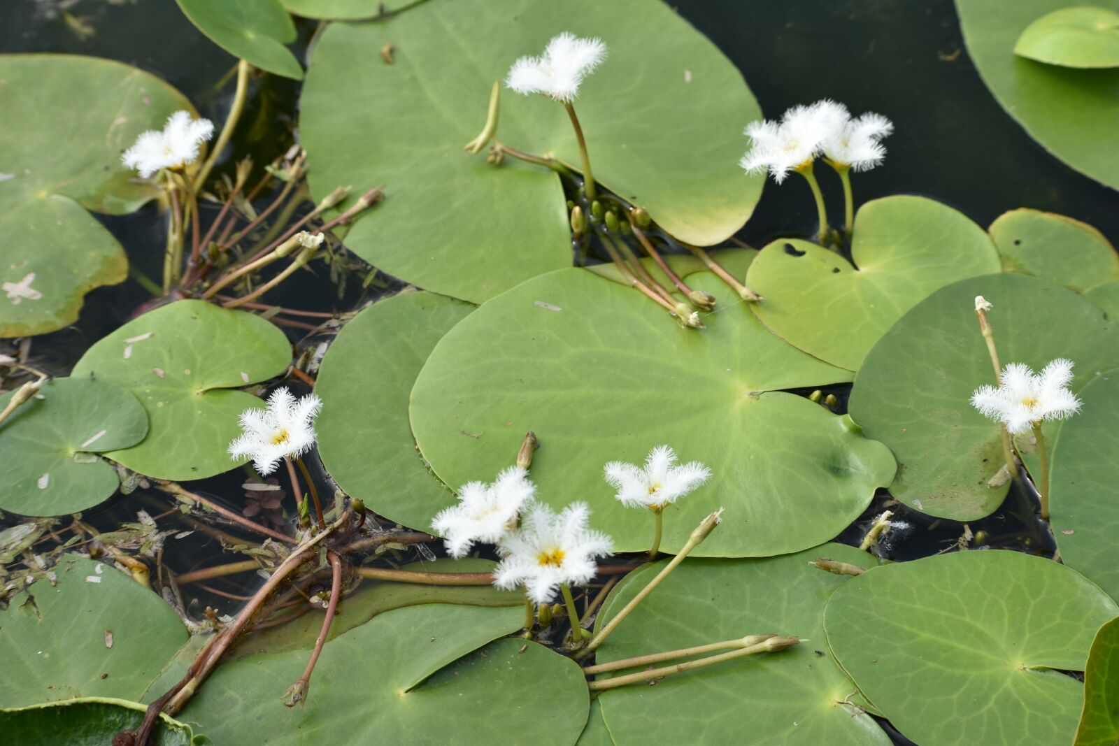 Nikon D3400 sample photo. White lotus, flower, lotus photography