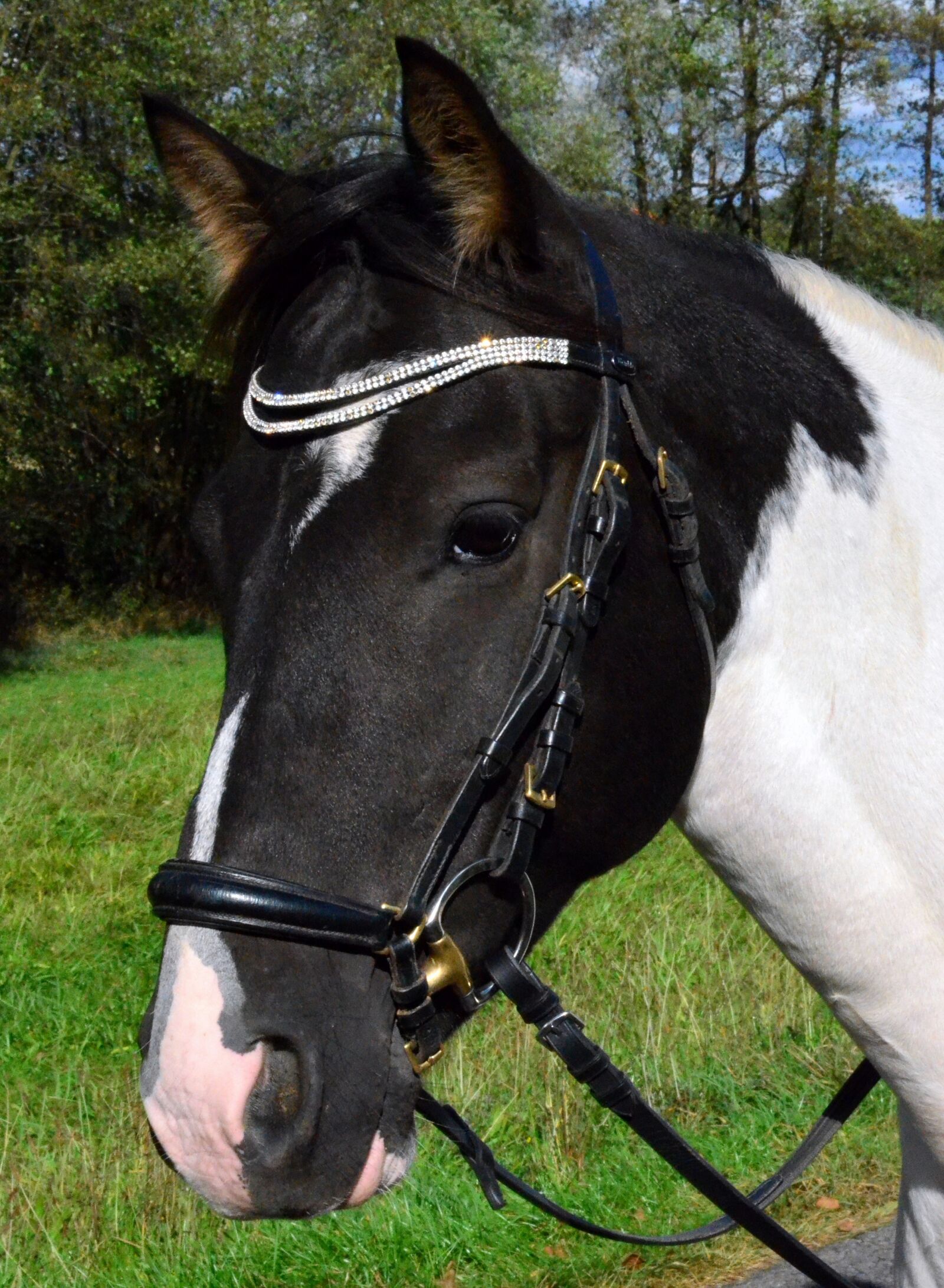 Nikon D5100 sample photo. Pony, horse, horse head photography
