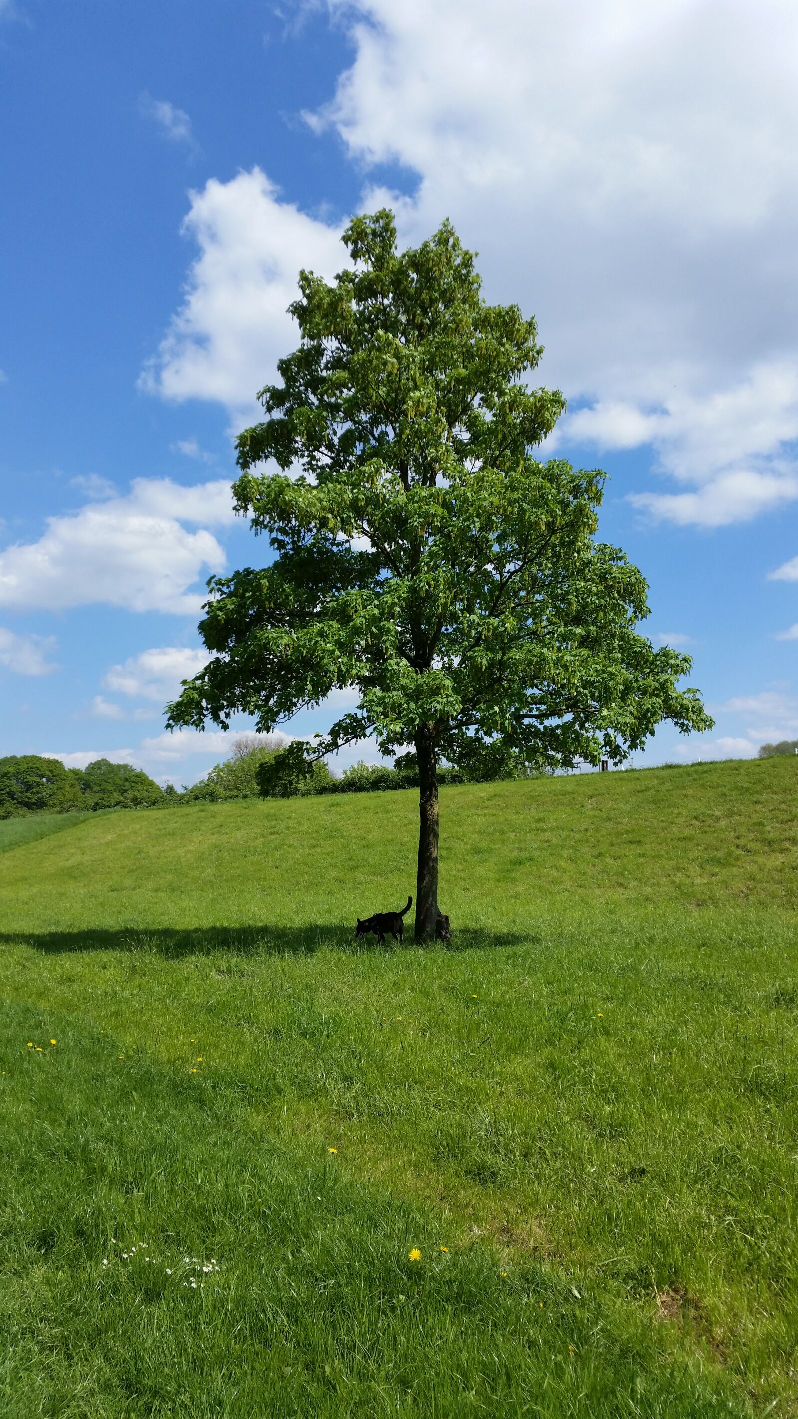 Samsung Galaxy S5 sample photo. Nature, landscape, summer photography