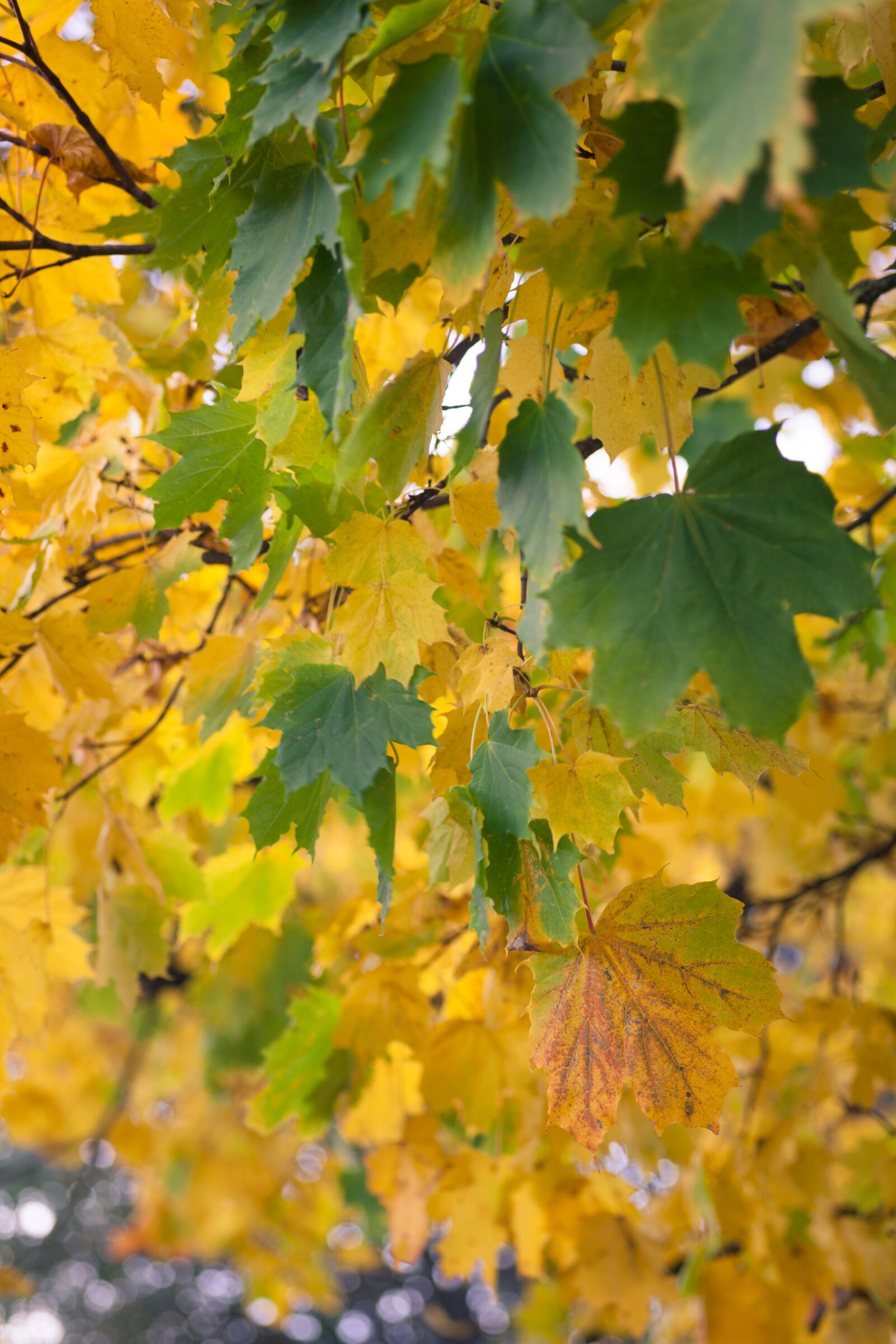 Canon EOS 5D Mark II sample photo. Autumn, fall, nature photography