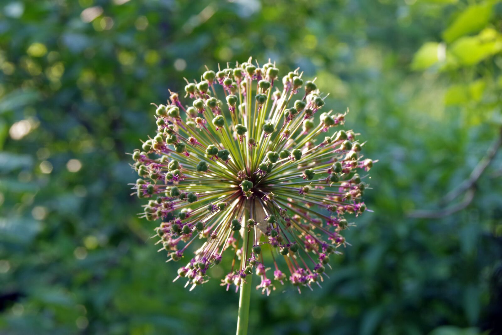 Pentax K-S2 sample photo. Garlic, flower, garlic flower photography
