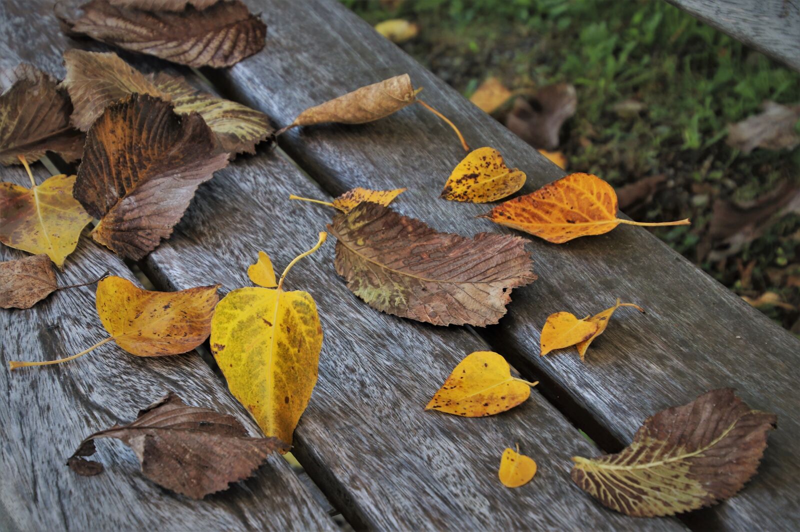 Canon EOS 80D sample photo. Leaves, in the fall photography