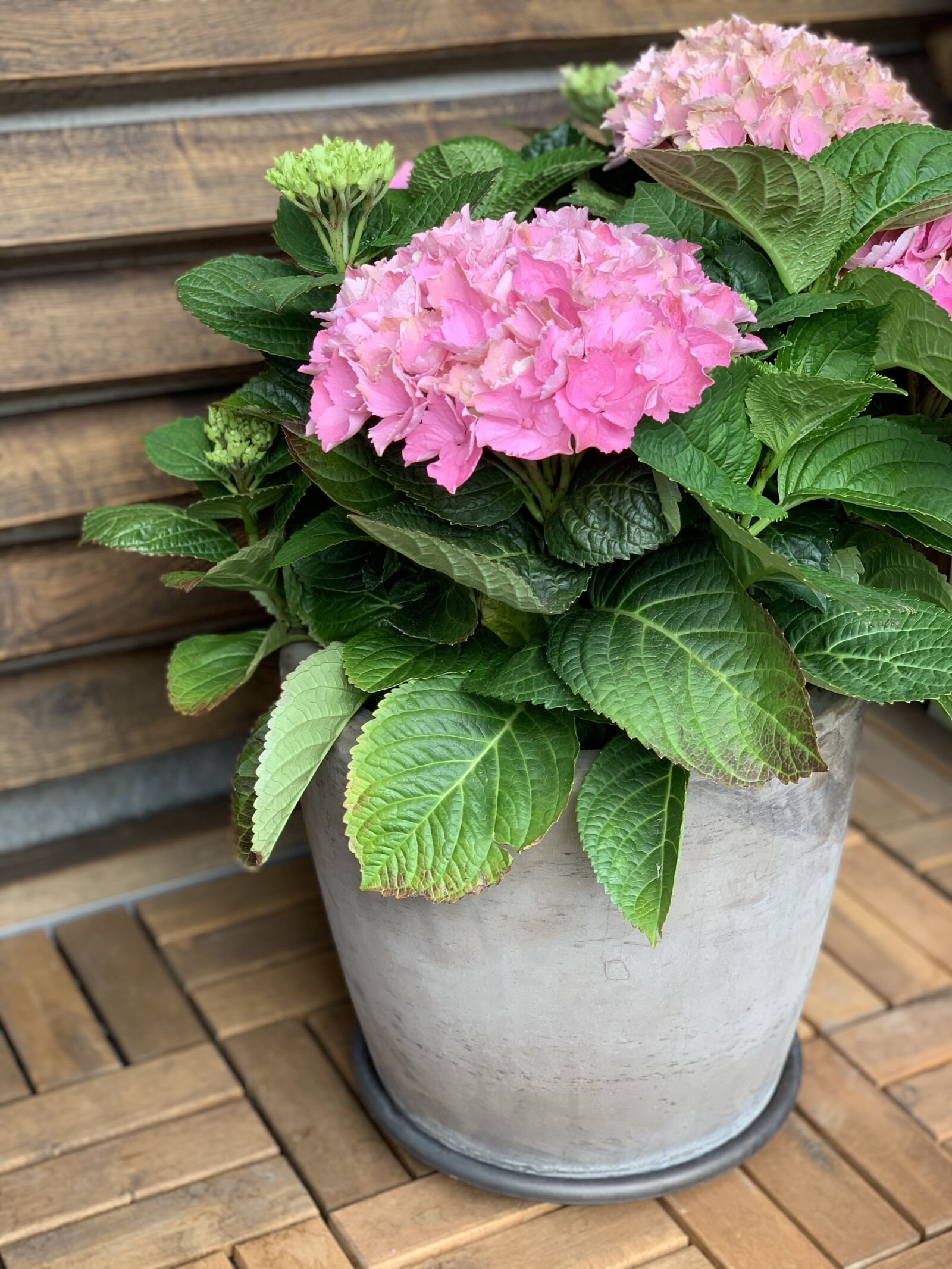 iPhone XS back dual camera 6mm f/2.4 sample photo. Flower, nature, garden photography
