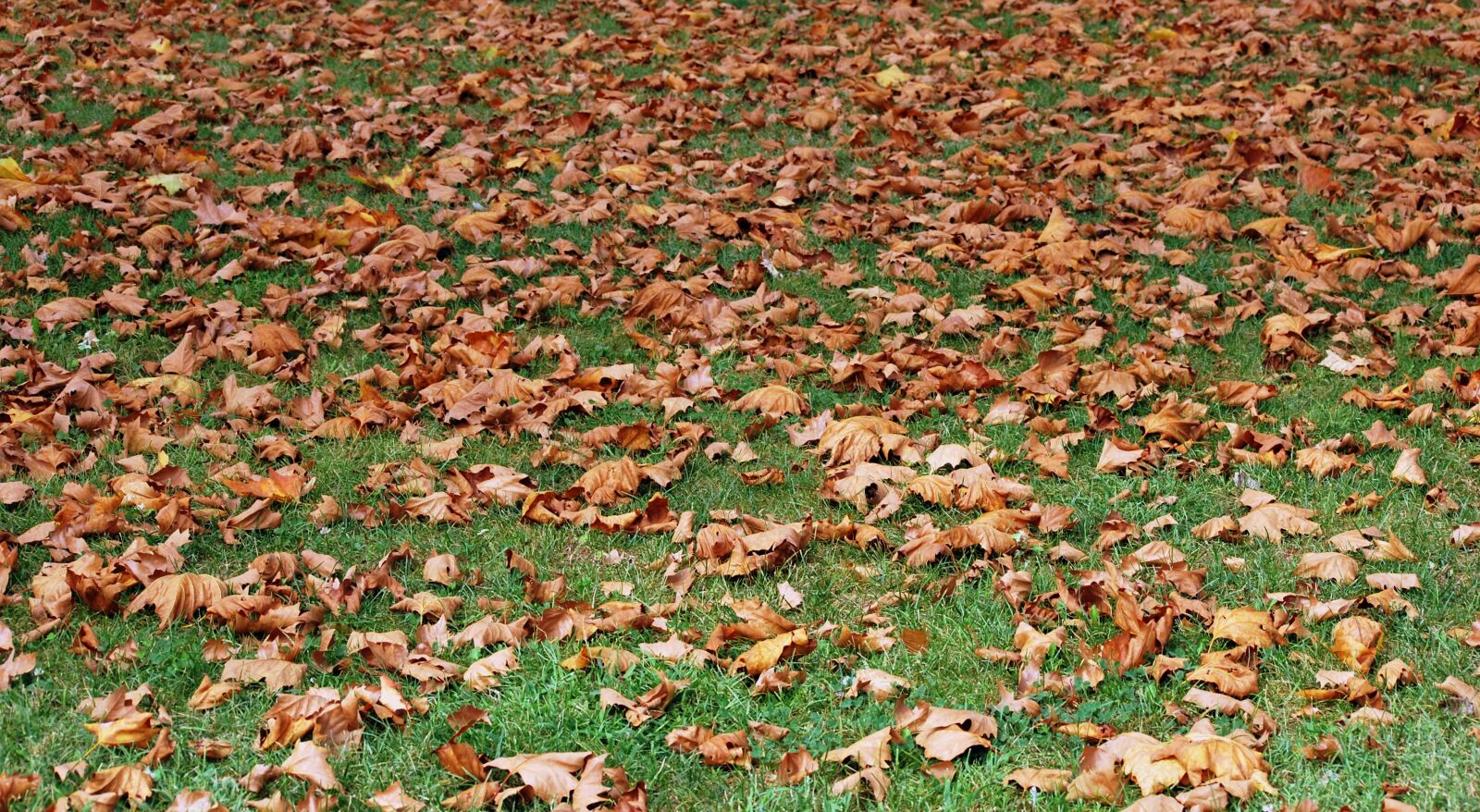 Nikon D60 sample photo. Autumn, dried leaves, prato photography