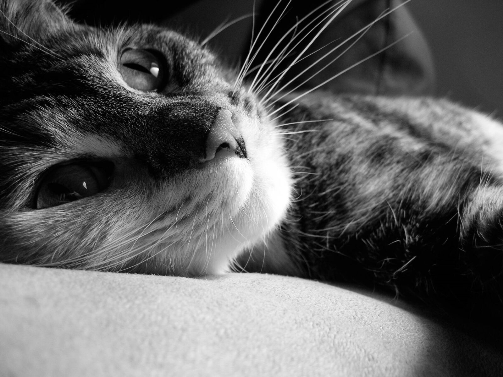 Canon IXY DIGITAL 80 sample photo. Cat, feline, shorthair photography