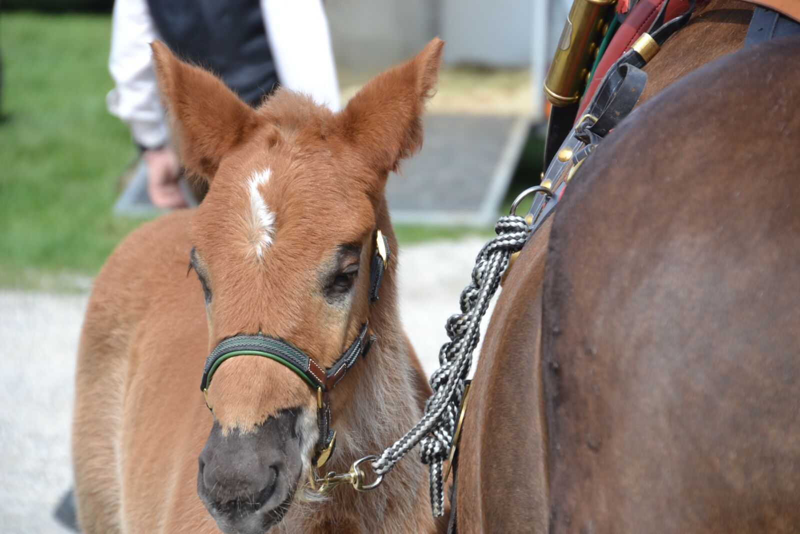 Nikon D3100 sample photo. Foal, dam, horse photography