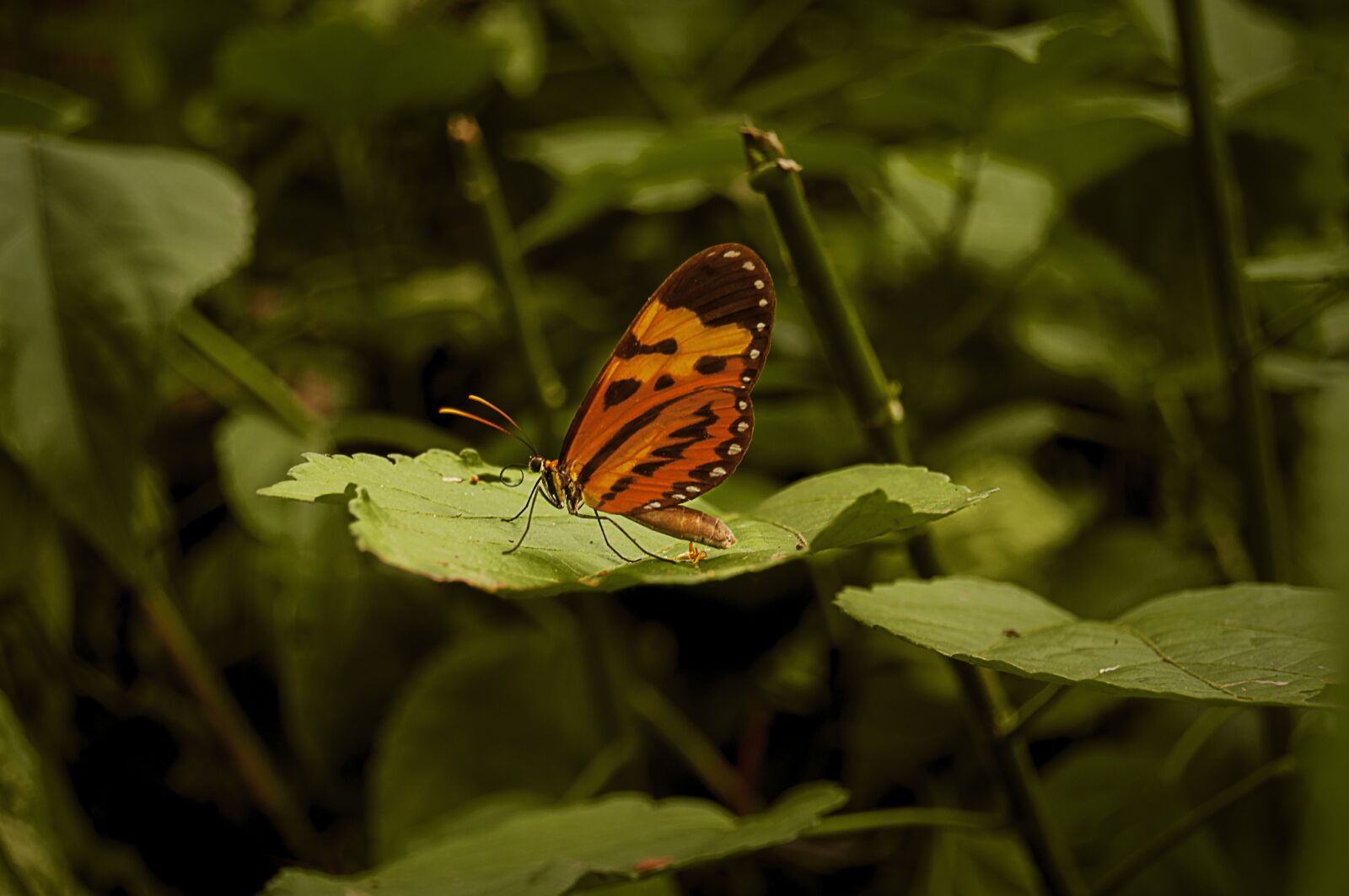Nikon D5000 sample photo. Nature, butterfly, insect photography