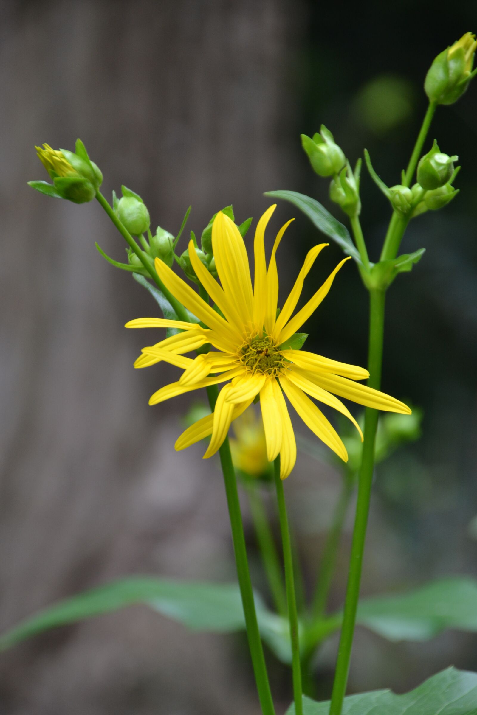 Nikon D3100 sample photo. Yellow flower, plant, flower photography