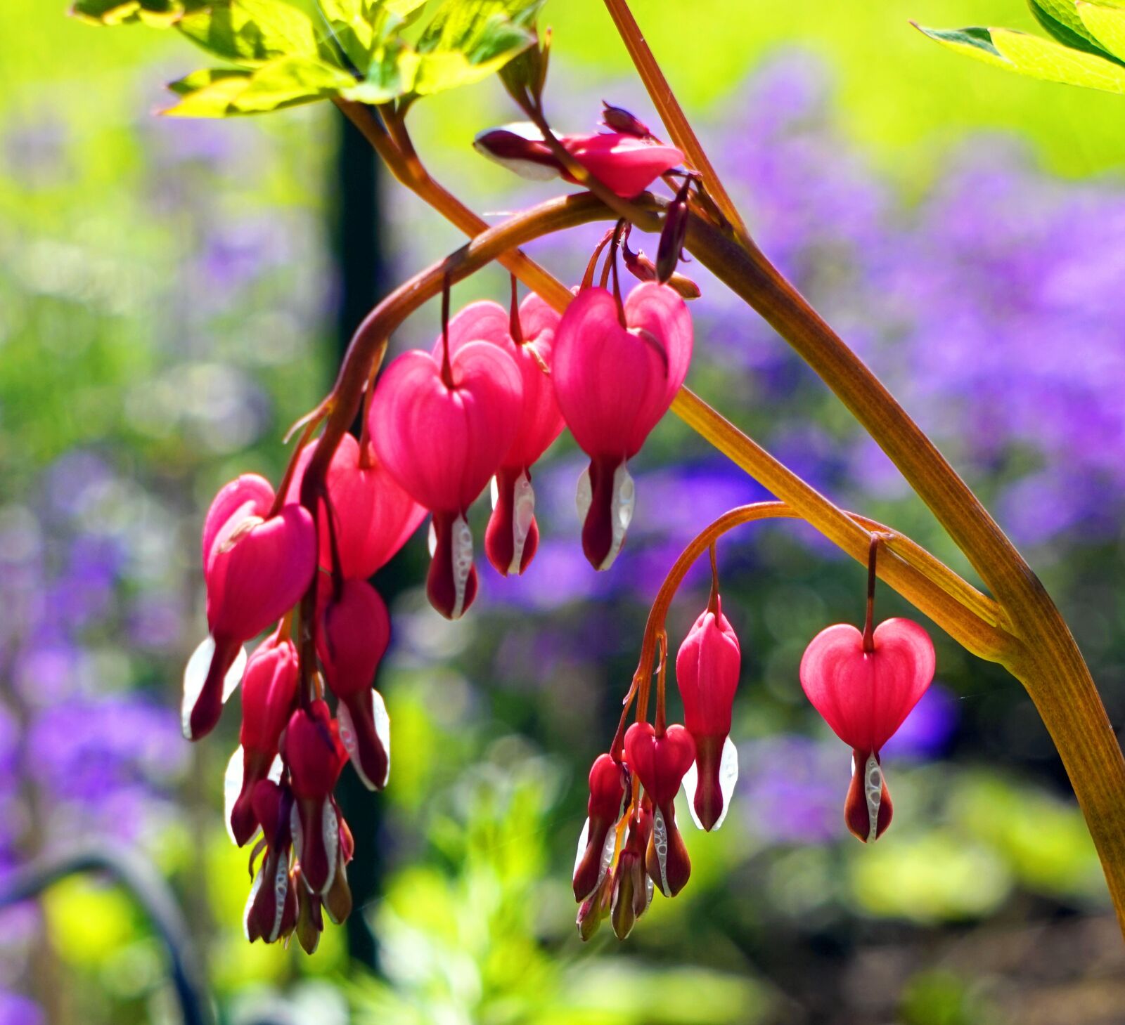 Sony Alpha a5000 (ILCE 5000) + Sony E 55-210mm F4.5-6.3 OSS sample photo. Nature, flower, plant photography