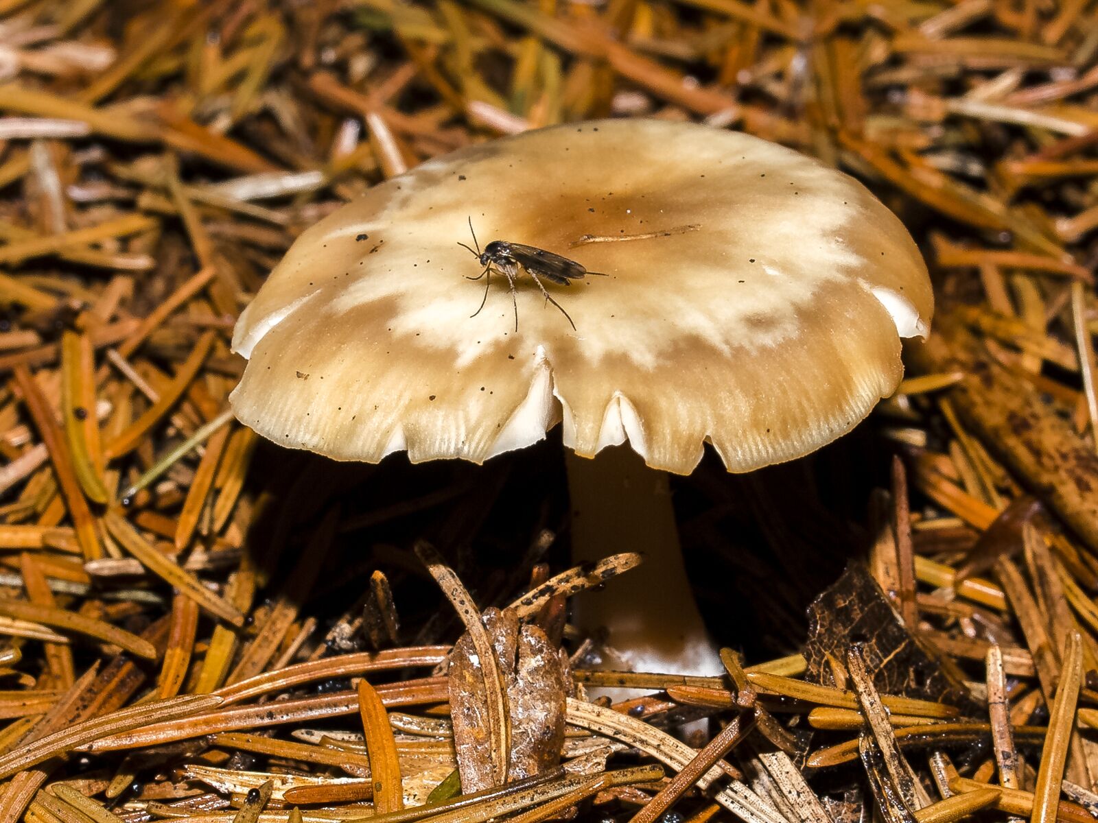 Olympus E-3 sample photo. Mushroom, forest, autumn photography