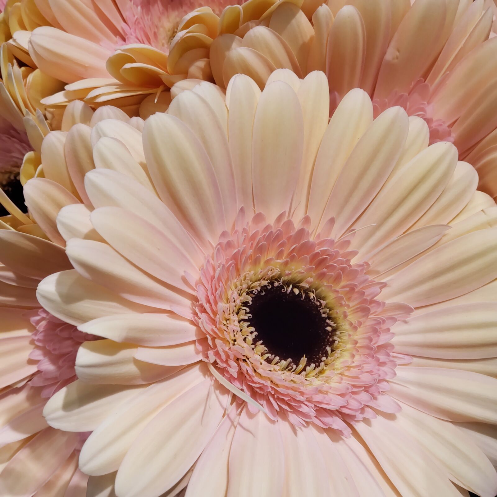 Samsung Galaxy S9+ sample photo. Pink flowers, flowers, sunflowers photography
