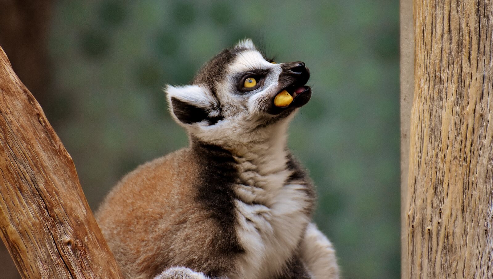 Nikon D7200 sample photo. Monkey, lemur, cute photography