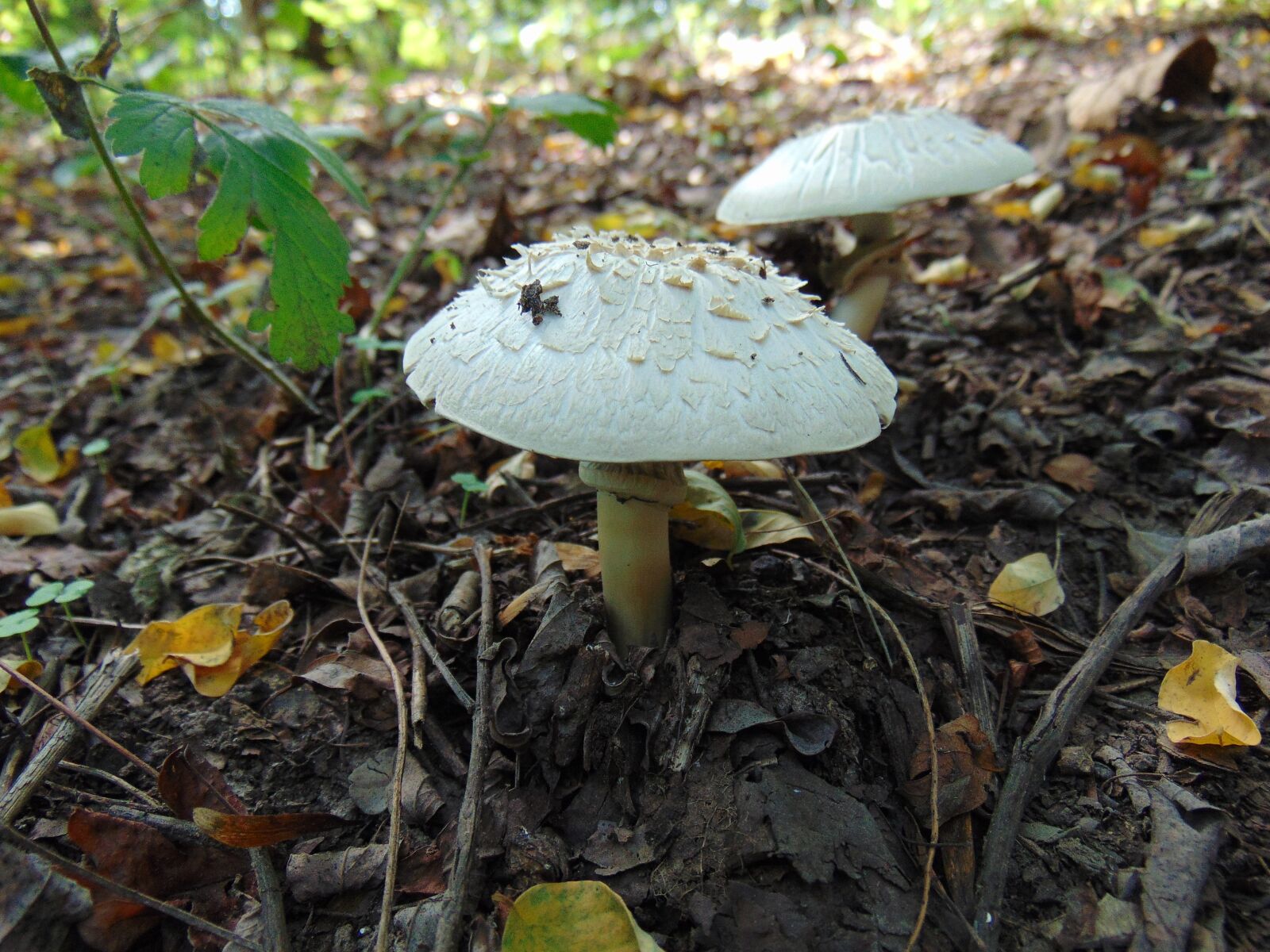 Sony Cyber-shot DSC-H300 sample photo. Mushroom, forest, nature photography