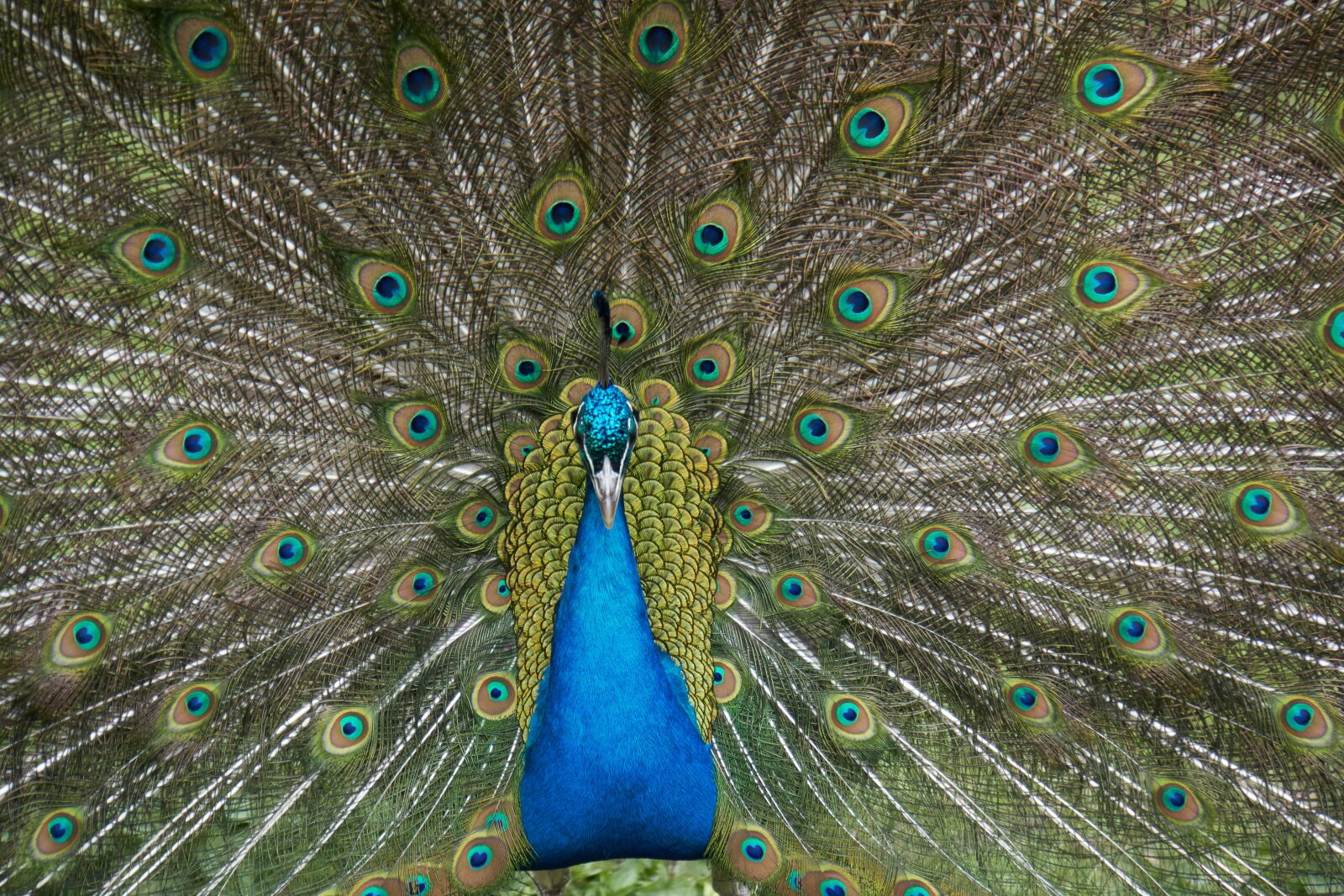 Sony E 18-200mm F3.5-6.3 OSS LE sample photo. Peacock, bird, feather photography