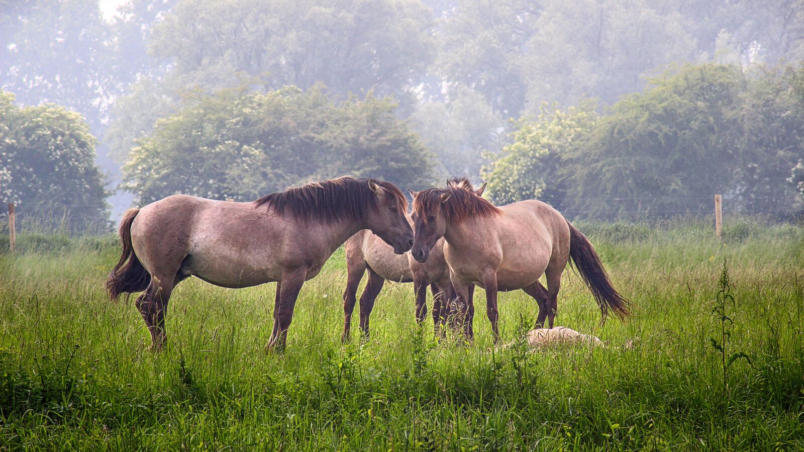 Canon EOS 600D (Rebel EOS T3i / EOS Kiss X5) sample photo. Family, love, meadow photography