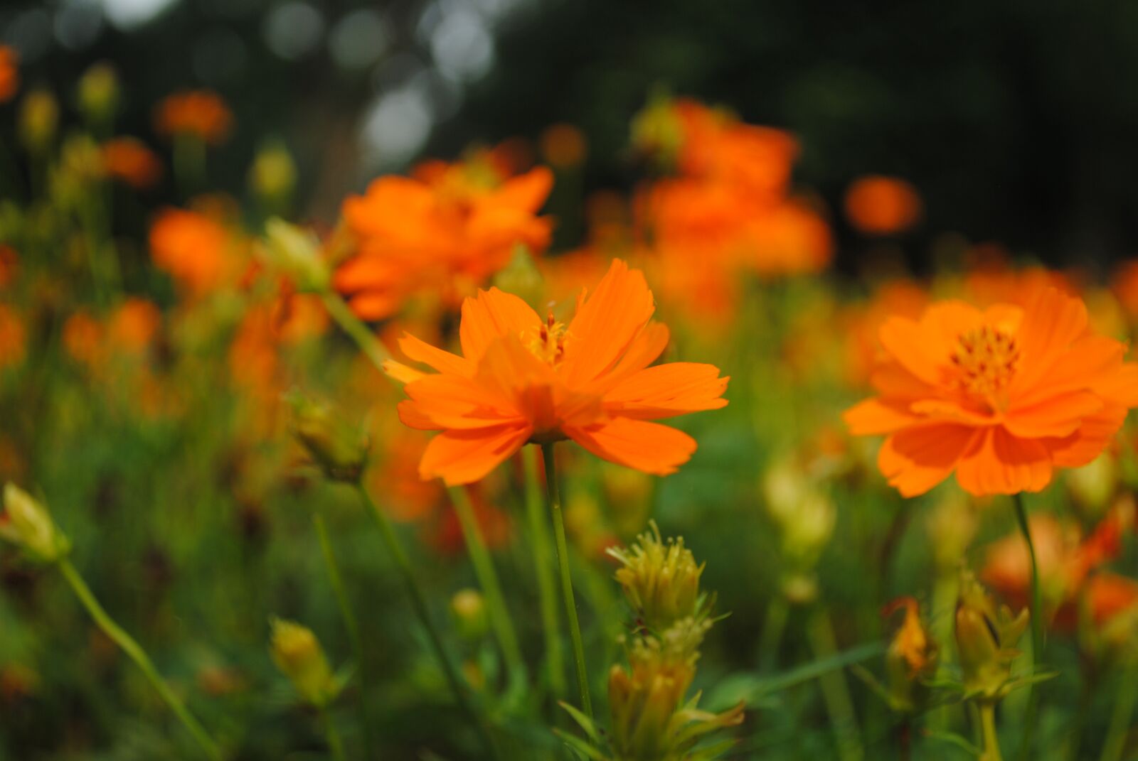 Nikon D3000 sample photo. Flowers, orange, bloom photography