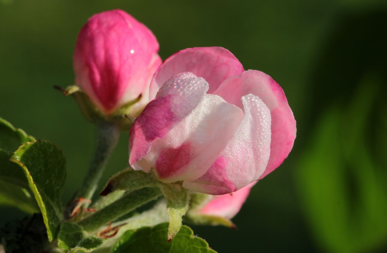 Canon EOS 650D (EOS Rebel T4i / EOS Kiss X6i) sample photo. Apple tree blossom, apple photography