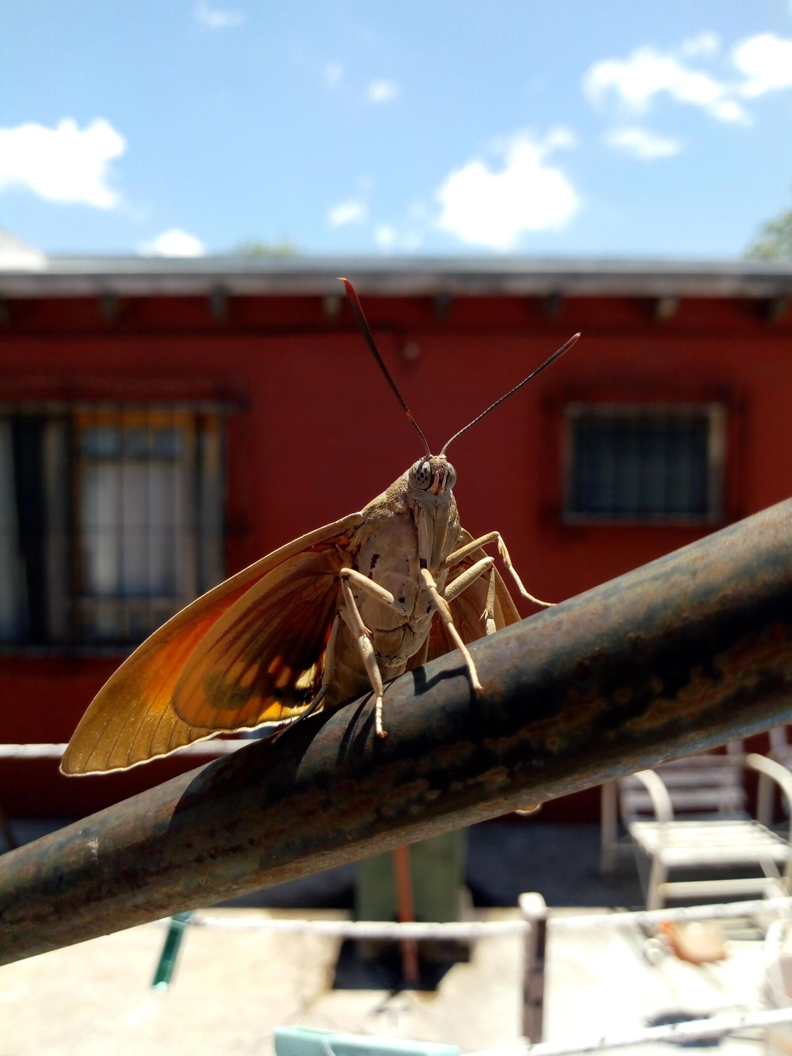 Motorola Moto E (4) Plus sample photo. Butterfly, insects, nature photography